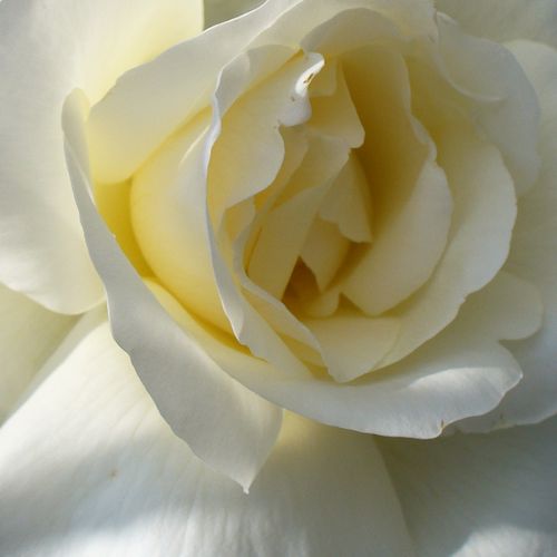 Rosa  Mount Shasta - róża ze średnio intensywnym zapachem - Róże pienne - z kwiatami bukietowymi - biały  - Herb Swim, O. L. Weeks - korona równomiernie ukształtowana - -